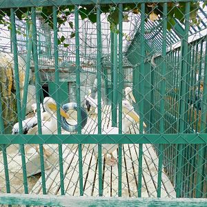 Great White Pelican Enclosure at the Karatay Zoo