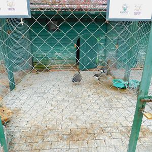 White-fronted Goose Enclosure at the Karatay Zoo