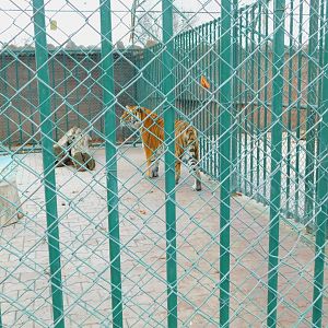 Tiger Enclosure at the Karatay Zoo