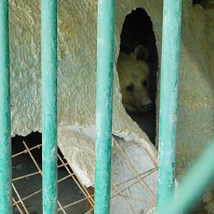 Brown Bear at the Karatay Zoo