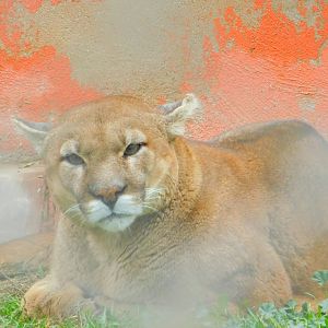 Puma at the Karatay Zoo
