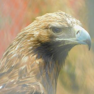 Golden Eagle at the Karatay Zoo