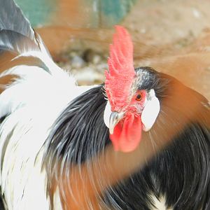 Chcken at the Karatay Zoo