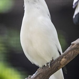 Bali myna (Leucopsar rothschildi)