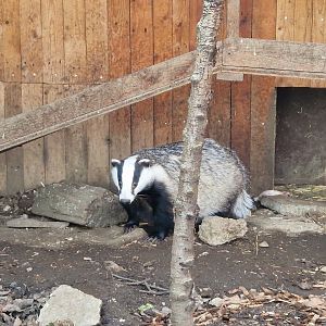 Eurasian badger