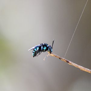 Neon Cuckoo Bee, Thyreus nitidulus