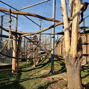 Guianan brown capuchin exhibit