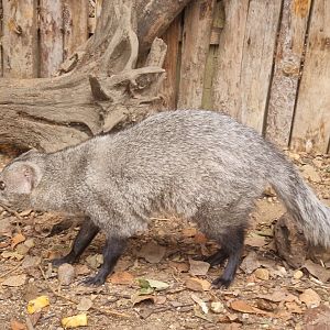 White-tailed mongoose