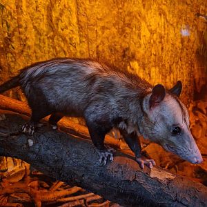 Common opposum