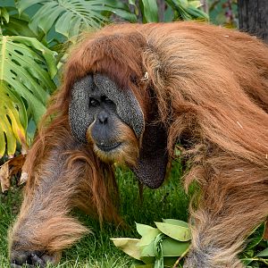 Sumatran Orangutan