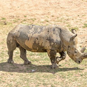 Southern White Rhino