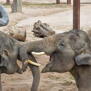 Asian Elephant Bulls