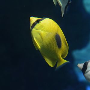 Mirror butterflyfish (Chaetodon speculum)