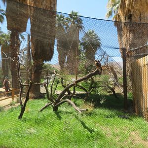 Red-tailed Hawk Enclosure