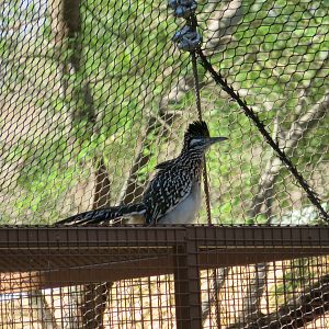 Greater Roadrunner