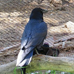 Common Raven