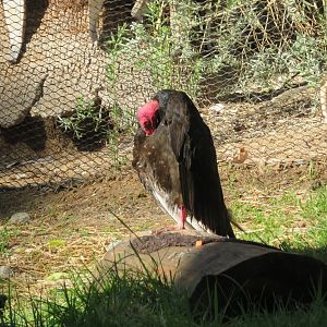 Turkey Vulture