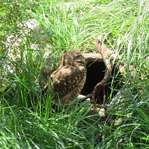 Burrowing Owl