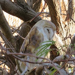 Barn Owl