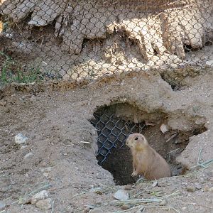 Black-tailed Prairie Dog