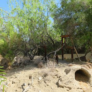 White-nosed Coati Exhibit