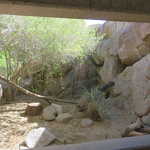 Kit Fox Exhibit
