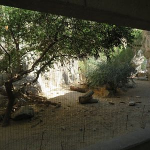 Bobcat Exhibit