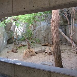 Caracal Exhibit