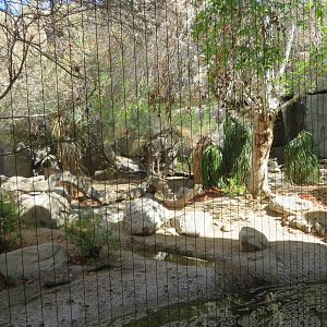 Mountain Lion Exhibit