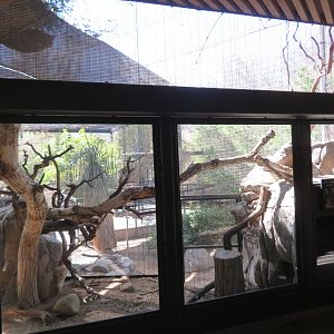 Island Fox Exhibit