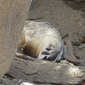American Badger