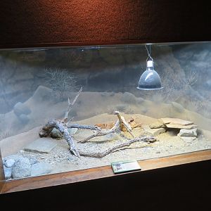 Desert Tortoise Exhibit