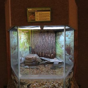 California Newt Tank