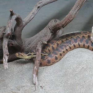 Gopher Snake