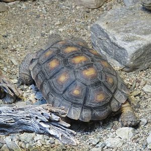 Juvenile Mojave Desert Tortoise