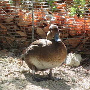 Fulvous Whistling Duck