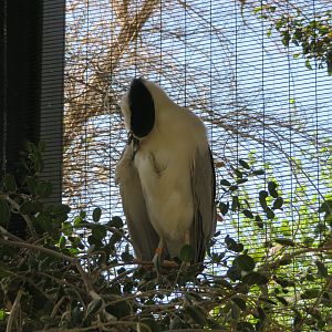 Black-crowned Night Heron