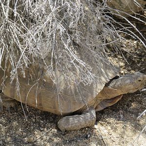 Mojave Desert Tortoise