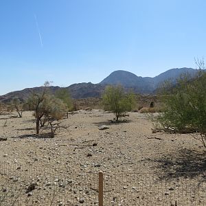 Peninsular Pronghorn Yard
