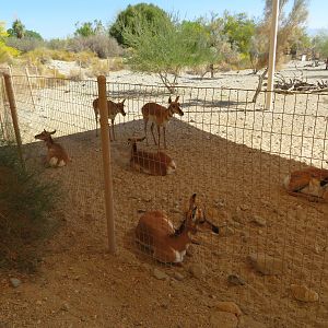 Peninsular Pronghorn