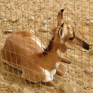 Peninsular Pronghorn