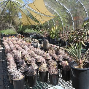 Desert Plant Conservation Center