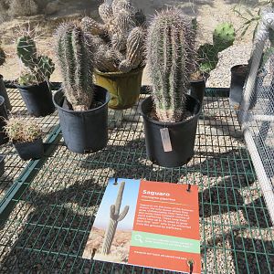 Saguaro for Planting