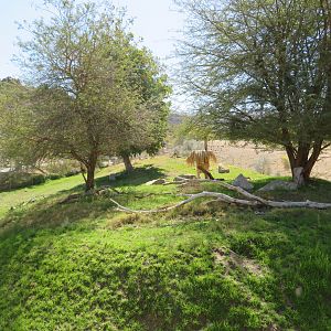 Gazelle and Hornbill Yard