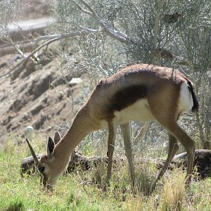 Speke's Gazelle