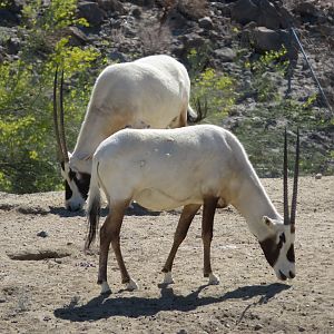 Arabian Oryx