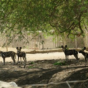 African Painted Dogs