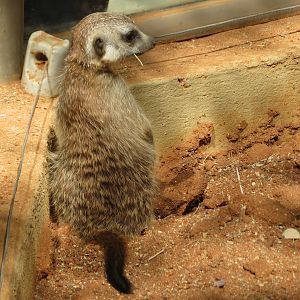 Young Meerkat