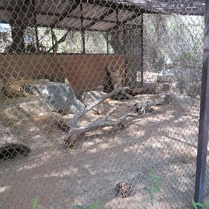 Fennec Fox Exhibit