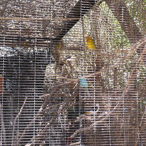 Village Watutu Aviary Birds